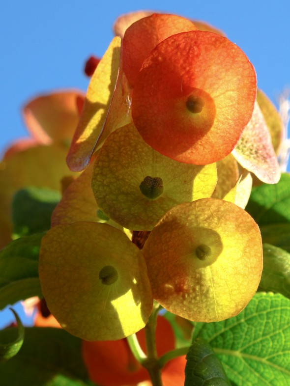 Asian hat flower