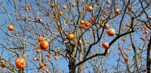 Persimmon tree