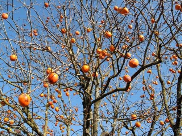 Persimmon